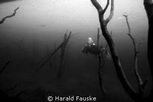 diver swimming through a "magic forrest" under the ice. T... by Harald Fauske 